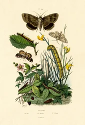 蛾、1833-39